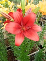 [5129 Armandale VZ No02.JPG]